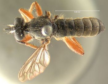 Media type: image;   Entomology 12844 Aspect: habitus dorsal view